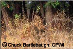 Copyright Chuck Bartlebaugh, CFWI Copyright Chuck Bartlebaugh, CFWI