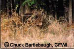 Copyright Chuck Bartlebaugh, CFWI Copyright Chuck Bartlebaugh, CFWI