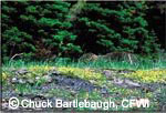Copyright Chuck Bartlebaugh, CFWI Copyright Chuck Bartlebaugh, CFWI
