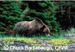 Copyright Chuck Bartlebaugh, CFWI Copyright Chuck Bartlebaugh, CFWI
