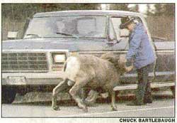 Hopping out of a vehicle to get a better look may be tempting, but just because an animal is near a road does not mean it is tame. Hopping out of a vehicle to get a better look may be tempting, but just because an animal is near a road does not mean it is tame.