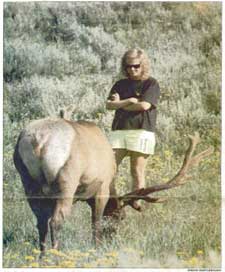 A bull elk is a spectacular sight, but looking this closely can be dangerous for both the animal and you, says Center for Wildlife Information director Chuck Bartlebaugh. A bull elk is a spectacular sight, but looking this closely can be dangerous for both the animal and you, says Center for Wildlife Information director Chuck Bartlebaugh.