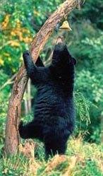 bearclimb bearclimb