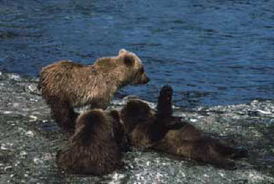 3 bears on beach 2