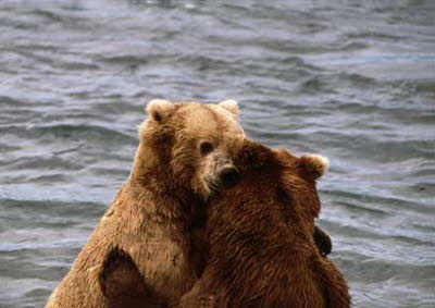 bear battle