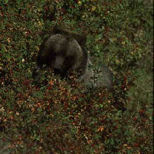 bear in berry bush