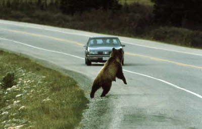 bear in road