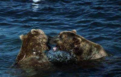 bear play