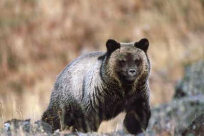bear running