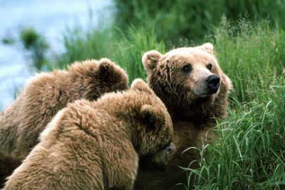 bears by water
