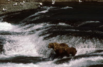 bears in waterfall