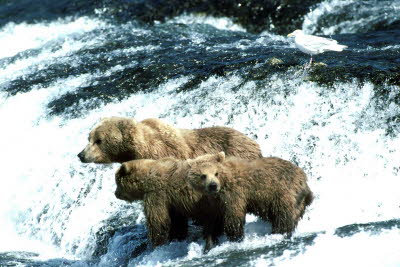 bears in waterfall closeup