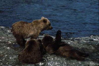 bears playing 2