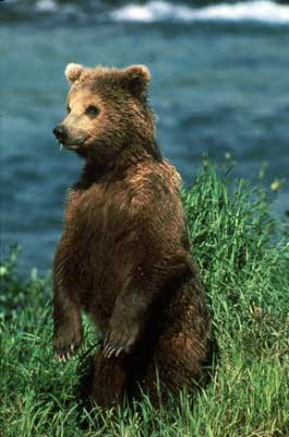 bear standing