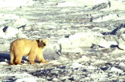 polarbear