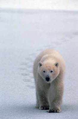 polarbear with tracks
